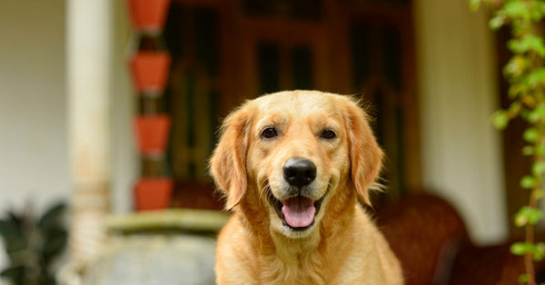 Summer Dog Fun