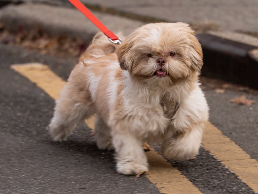 Best Dog Leash for Shih Tzus: 2026 Guide