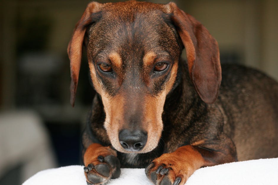 Best Pet Water Fountain for Dachshunds: 2026 Guide
