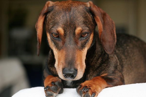 Best Pet Water Fountain for Dachshunds: 2026 Guide