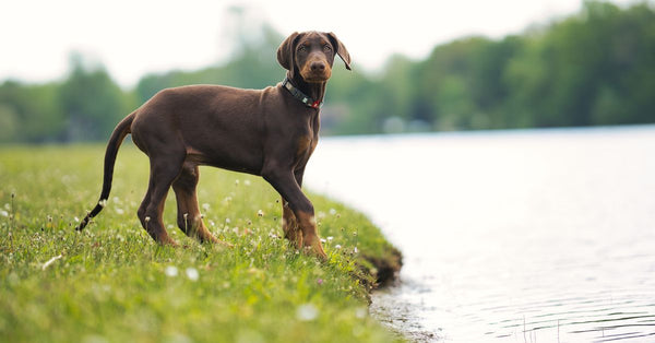 Potty Training a Puppy? Why Litter Boxes Are a Bad Idea