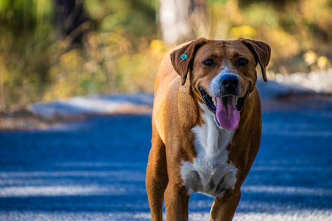 Summer Walks: Give Your Dog Freedom (Safely!)
