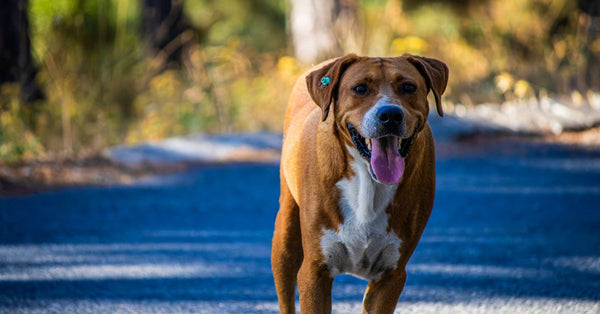 Summer Walks: Give Your Dog Freedom (Safely!)