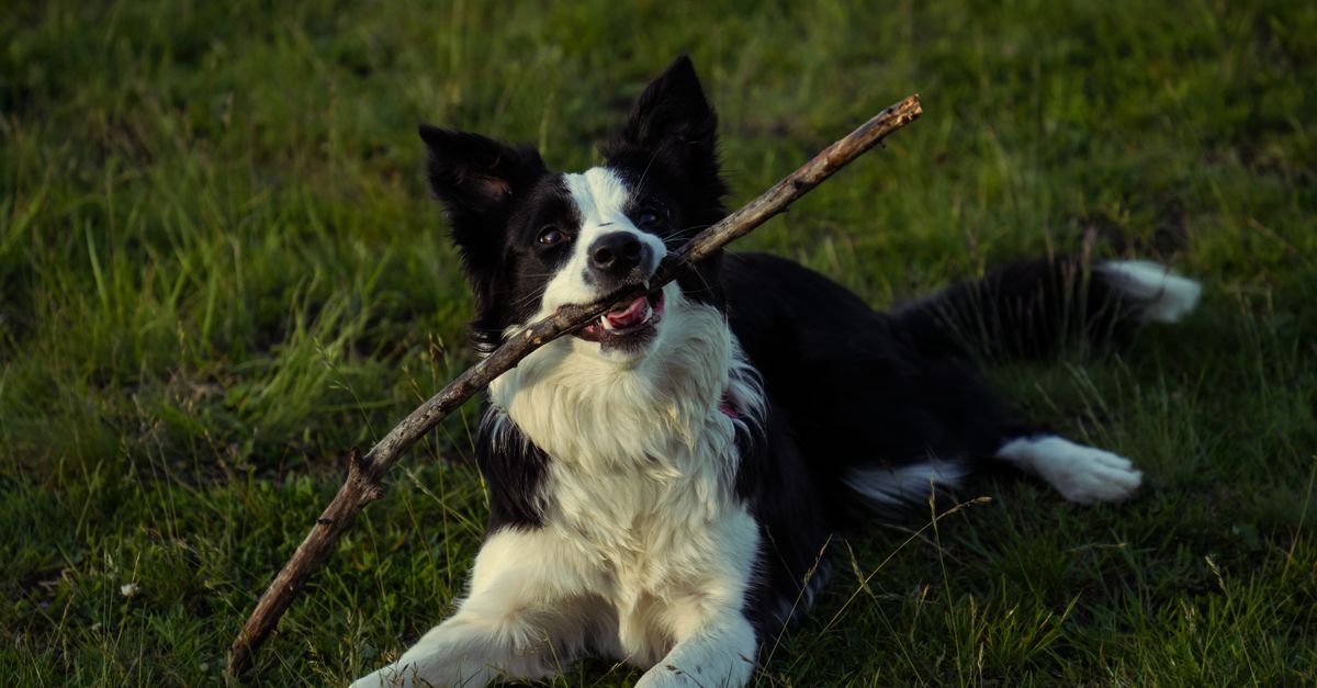 Bored Dog? Unleash Happiness with Vertical Play
