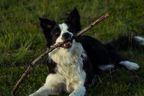 Bored Dog? Unleash Happiness with Vertical Play