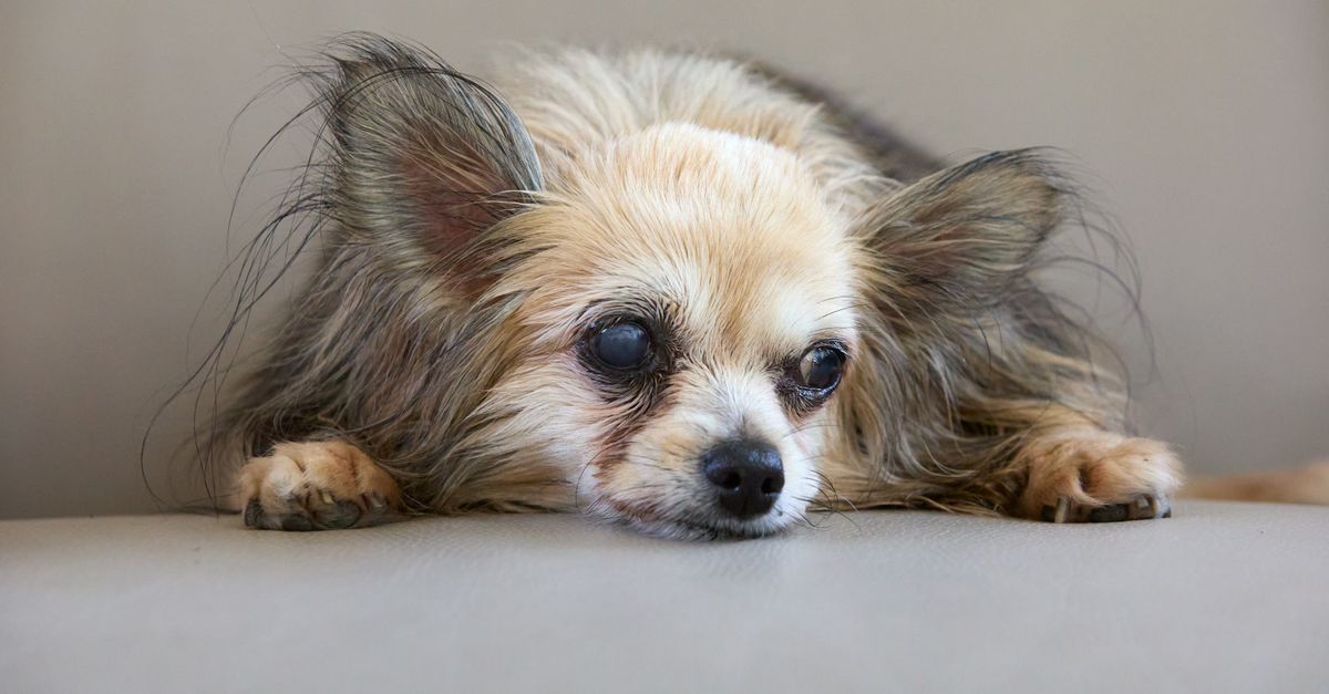 Tired Arms? Automatic Toys for Small Dogs That Actually Work