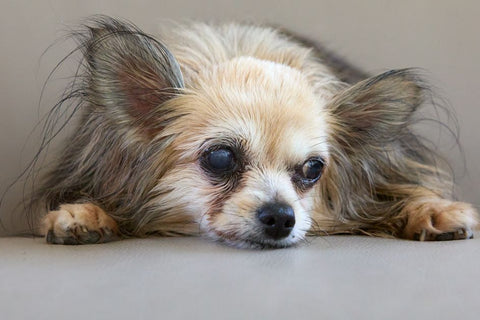 Tired Arms? Automatic Toys for Small Dogs That Actually Work
