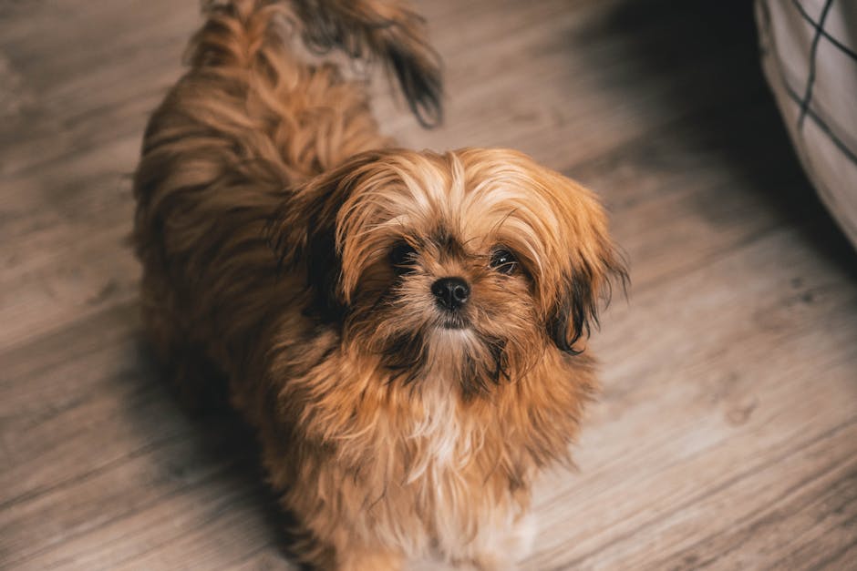 Best Dog Anxiety Vest for Shih Tzus: 2026 Guide