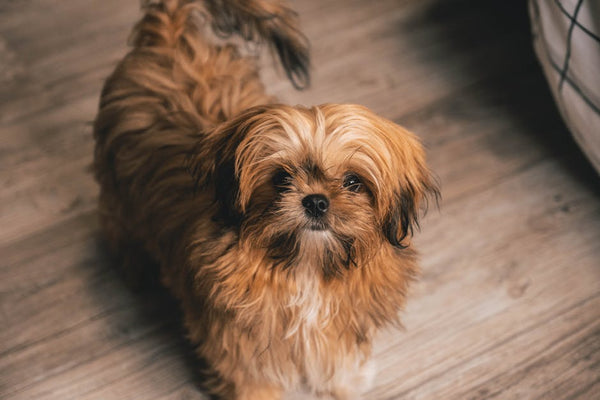 Best Dog Anxiety Vest for Shih Tzus: 2026 Guide
