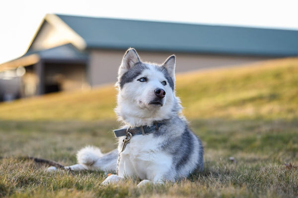 Best Portable Pet Water Bottle for Siberian Huskys: 2026 Guide
