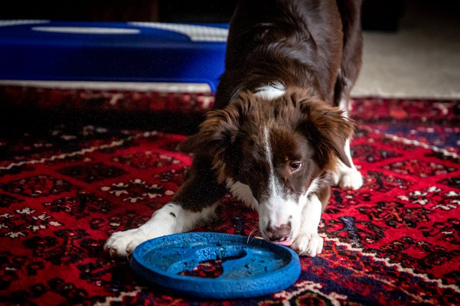 Best Interactive Dog Toys for Border Collies: 2026 Guide