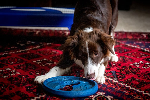 Best Interactive Dog Toys for Border Collies: 2026 Guide