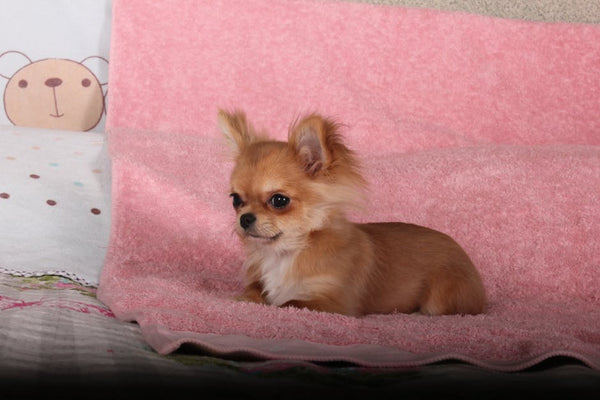 Best Interactive Dog Toys for Chihuahuas: 2026 Guide