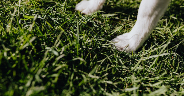 Paw Mess Solved