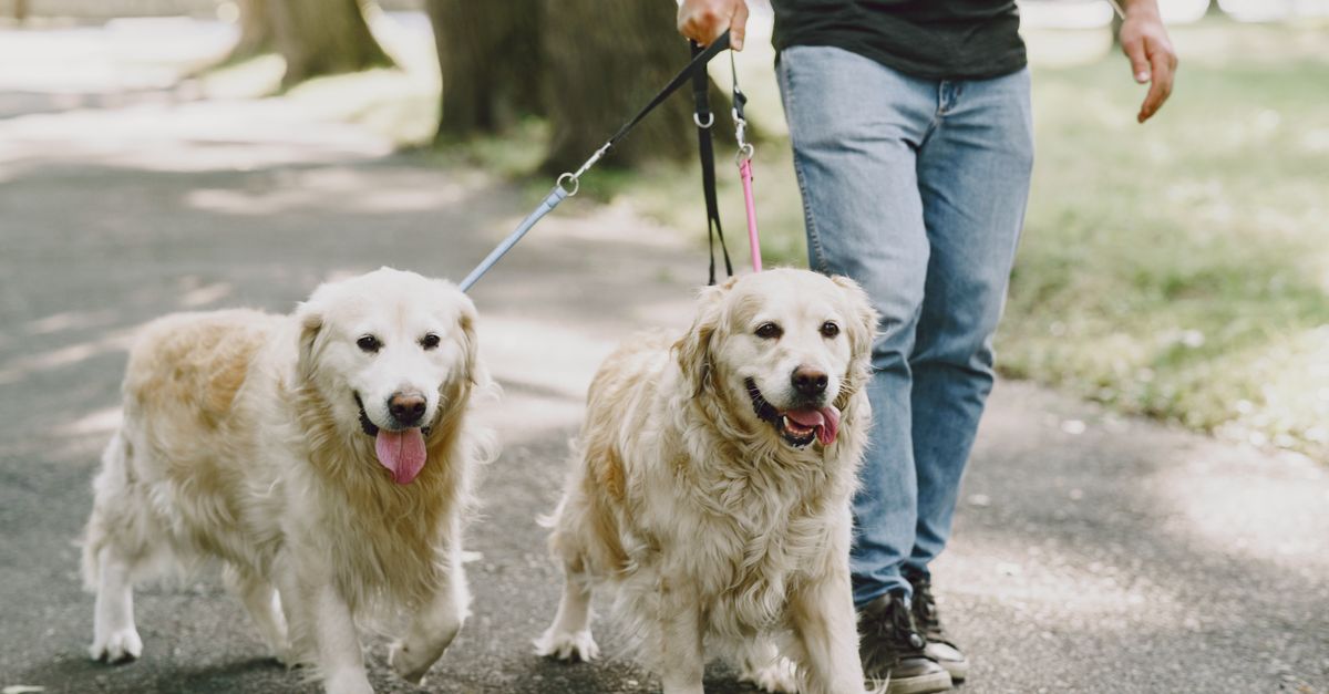 Your Dog Leash Dilemma: What Actually Works (and What Doesn't)