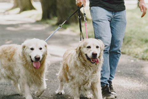 Your Dog Leash Dilemma: What Actually Works (and What Doesn't)