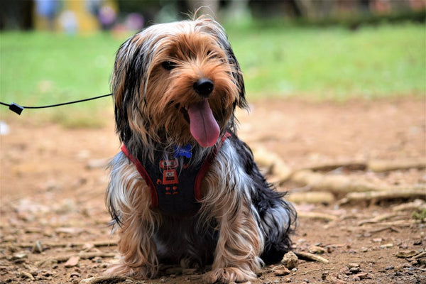Best Dog Car Seat Cover for Yorkshire Terriers: 2026 Guide