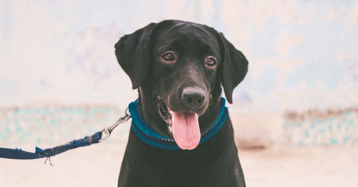 Best Dog Collar & Leash Set for Dogs: 2026 Guide