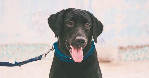 Best Dog Collar & Leash Set for Dogs: 2026 Guide
