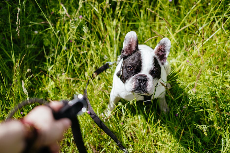 Best Dog Leash for Bulldogs: 2026 Guide