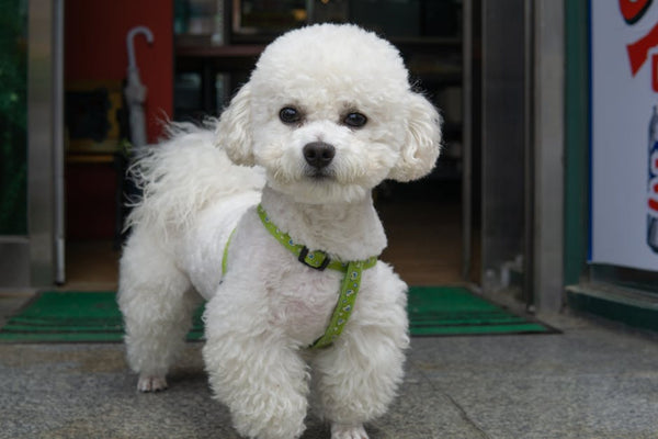 Best No-Pull Dog Harness for Poodles: 2026 Guide