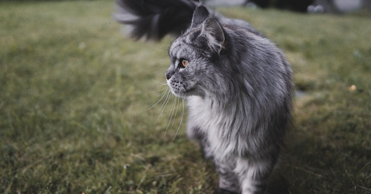 Maine Coon Cat Tree: A Sturdy Pick That Won't Tip Over