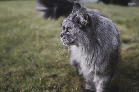 Maine Coon Cat Tree: A Sturdy Pick That Won't Tip Over