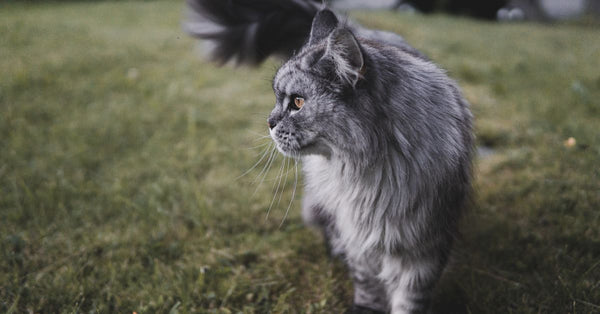 Maine Coon Cat Tree: A Sturdy Pick That Won't Tip Over
