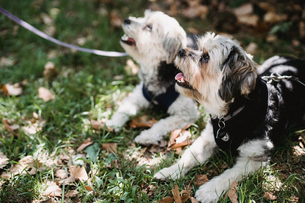 Best No-Pull Dog Harness for Yorkshire Terriers: 2026 Guide
