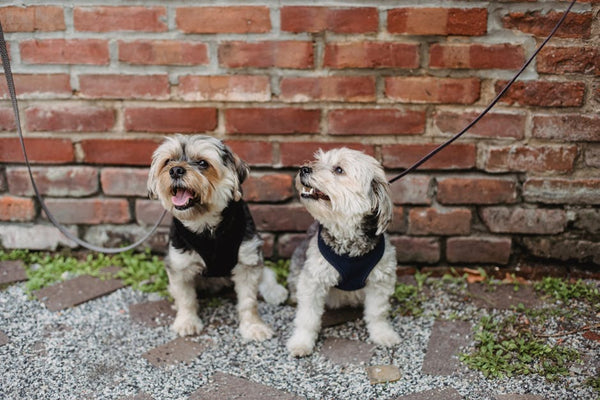 Best Dog Leash for Yorkshire Terriers: 2026 Guide