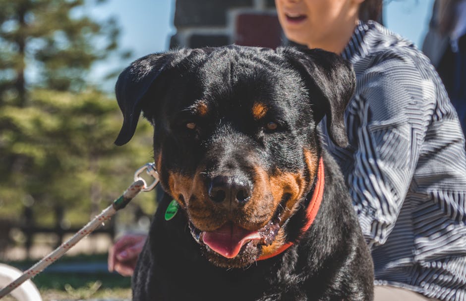 Best No-Pull Dog Harness for Rottweilers: 2026 Guide