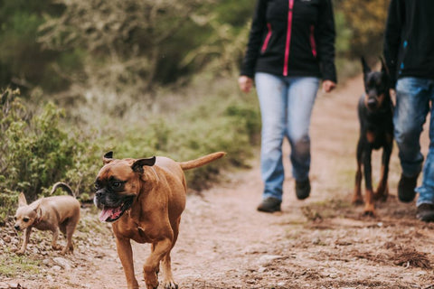 Ultrasonic Dog Repellers: Do They REALLY Work?