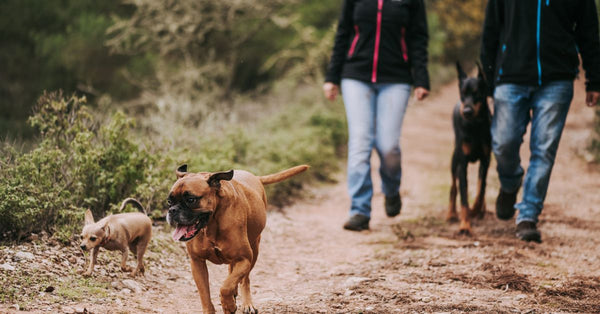 Ultrasonic Dog Repellers: Do They REALLY Work?