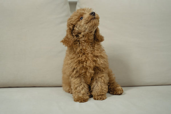 Best Automatic Pet Feeder for Poodles: 2026 Guide
