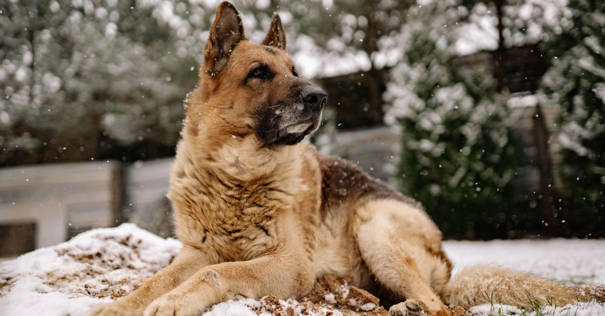 Summer Frisbee Fun: A Dog's Guide to Outdoor Play
