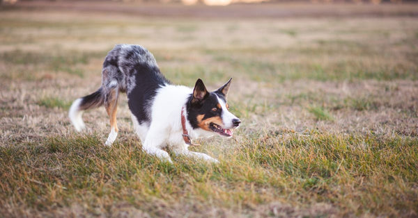 Summer Play: Is an Auto Ball Launcher Right for Your Dog?