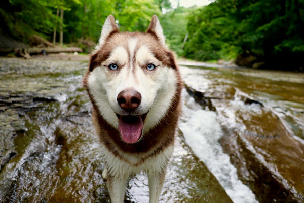 Best Pet Water Fountain for Siberian Huskys: 2026 Guide