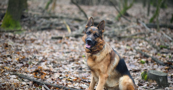 Dog Eats Too Fast? Ragnor's Fix for Gulping & Bloat