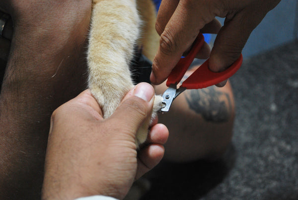 Clipping Dog Nails: Why It's Hard & What Truly Helps