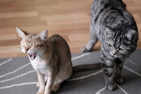 Sisal vs Carpet Scratchers