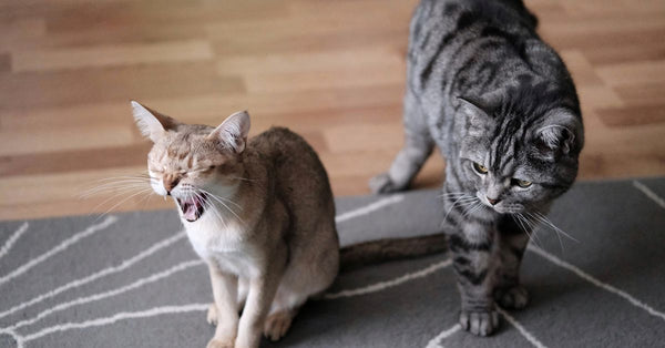 Sisal vs Carpet Scratchers