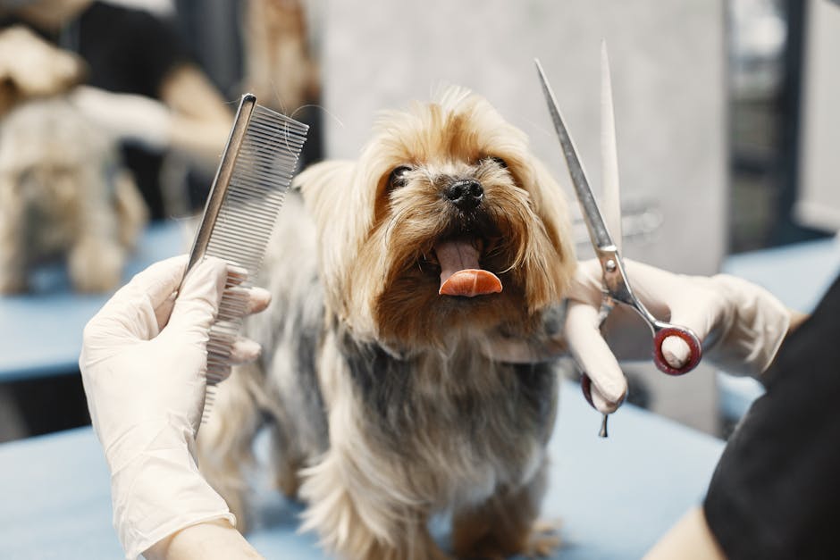 How to Groom Your Dog Without the Drama