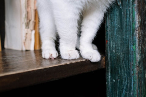 Best Cat Wall Shelf & Furniture for Dogs: 2026 Guide