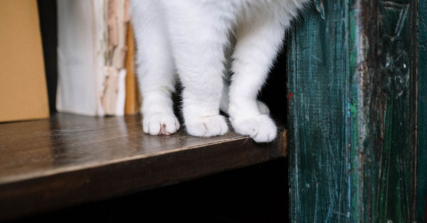 Best Cat Wall Shelf & Furniture for Dogs: 2026 Guide
