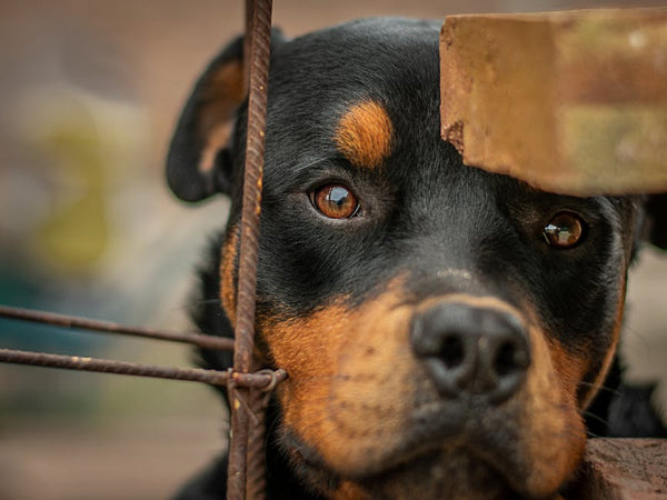 Best Automatic Pet Feeder for Rottweilers: 2026 Guide
