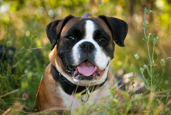Best Dog Anxiety Vest for Boxers: 2026 Guide