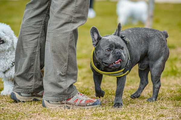 Best Dog Leash for French Bulldogs: 2026 Guide