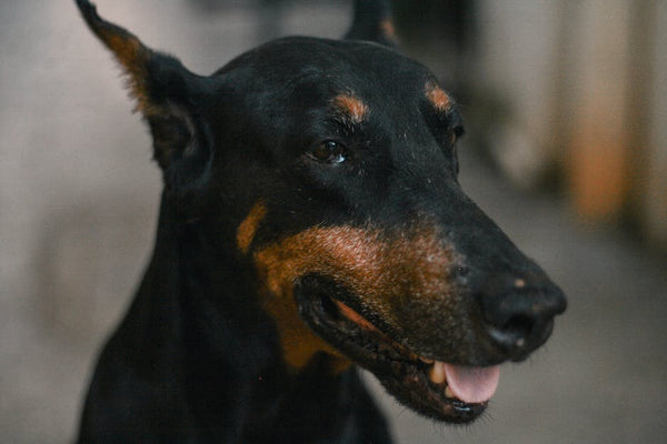 Best Pet Water Fountain for Dobermans: 2026 Guide