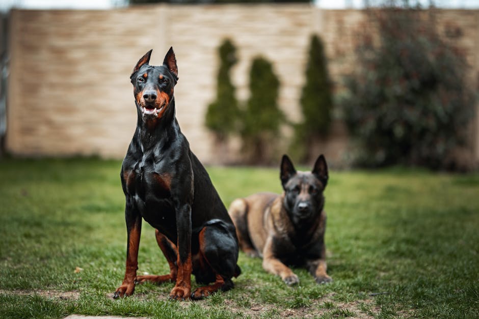 Best Automatic Pet Feeder for Dobermans: 2026 Guide
