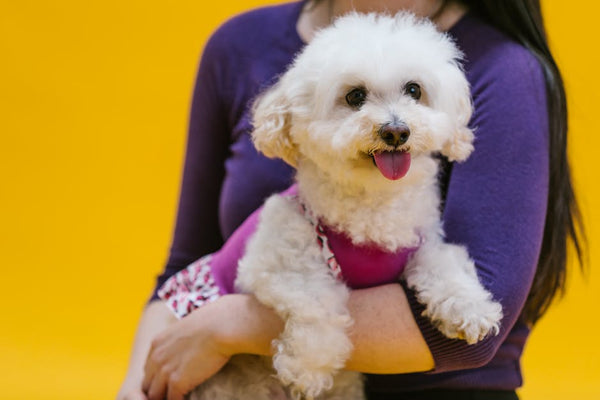 Best Dog Anxiety Vest for Poodles: 2026 Guide